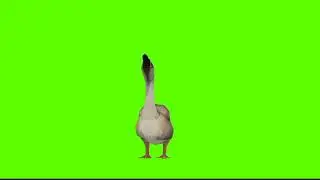 Duck Green Screen || no copyright || Mr. Green