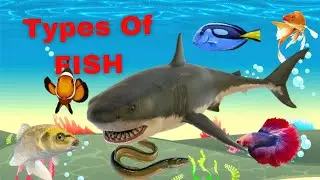 Learn the Types Of Fishes || Fish Vocabulary || Sea Fishes