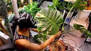 Watch Me Water, Propagate, Re-Pot and Prune My Indoor Plants [Pinoy sa Japan]