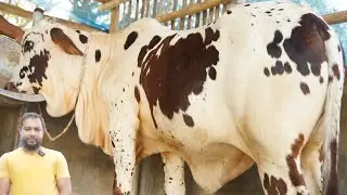 পাকিস্তানি ইন্ডিয়ান গরুর চমক। ইন্ডিয়ান ষাঁড় বাচ্চা দেখুন ।পাকরার চমক বর্ডার ক্রস শাহিওয়াল, ষাঁড়