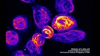 Dynamic Beauty in Science