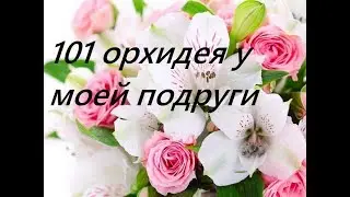 101 орхидея у моей подруги