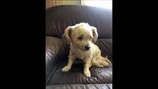 Love This Is My Song -  Petula Clark