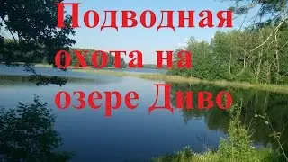 Подводная охота на озере Диво