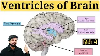 Ventricles of Brain | Lateral Ventricle, Third ventricle, Fourth Ventricle in Hindi | Anatomy