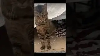 yanow? Cat meme random vid i found lol 