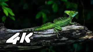 MONSTER ENERGY OFFICIAL SLOWMOTION 4K HDR DEMO VIDEO FOR QLED 4K TV