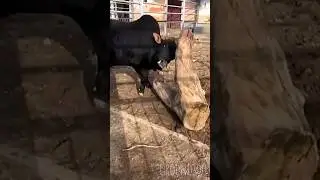 Зебу Добрыня: кто желает отведать силушуи богатырской! 