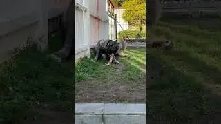 Kangal Panter Kıtmir