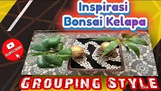 🛑 Inspirasi Bonsai Kelapa Grouping Style🌴🌴