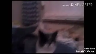 Мой котёнок Мартин