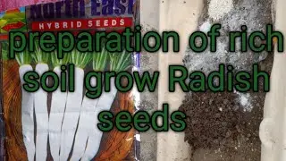 How to prepare rich soil and grow Radish seeds?