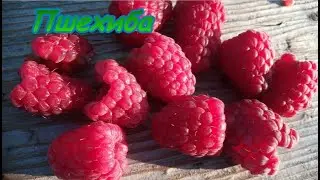 ПШЕХИБА гиф  ЯР