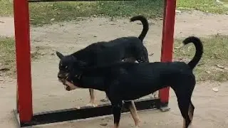 BEST DOG MIRROR PRANK 😄 PART 1 #viral @nanofun07