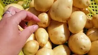СЕКРЕТ УРОЖАЯ В СОРТЕ