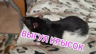 Мои мальчишки крысюшки,моя банда.