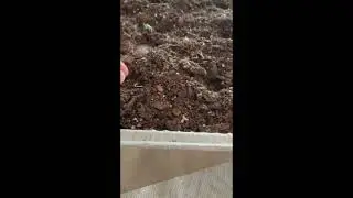 How To Transfer Lettuce Sprouts From Paper Towel #shorts