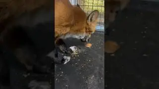 Лиса показывает, как есть сухари с пола #лиса #fox #животные #лисаальма