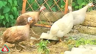 Toulouse geese, guinea fowl and chickens