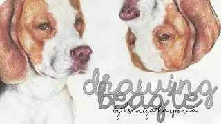 DRAWING BEAGLE | БИГЛЬ | TIMELAPSE DRAWING