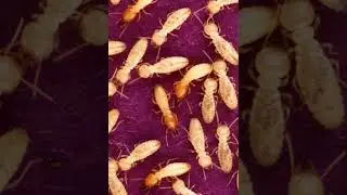 Termite | Wikipedia audio article