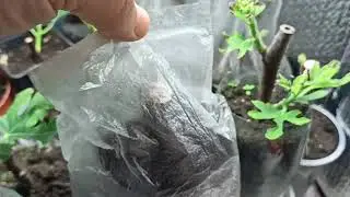 Инжир в Каневе. Зимуем и готовимся к весне. 2024 02 03