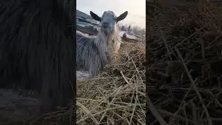 Весело жить в деревне 😁