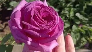 591.#23 сентября🌹🌹🌹И снова розы...