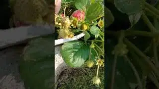 Клубника Елизавета