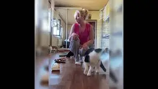 Expressing milk and changing diapers for disabled cats