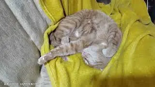 Так сладко могут спать только котики