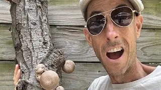 Easy to Harvest Mushrooms