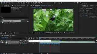 How to Use Wiggler in After Effects