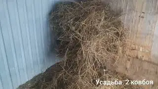 Ждём окота козы.Ишем козла Ламанча.