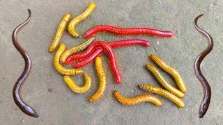 Wow! Looking for millipedes, luwing, snails, got catfish, ornamental fish, eels, turtles, betok fish