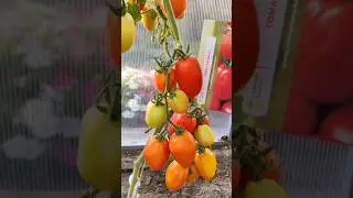 Томат Регби F1 Семена Маркет #томаты#помидоры#семенамаркет #семена #хештег