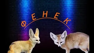 Фенек- маленький зверёк.