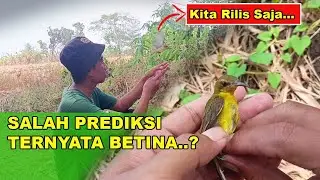 Burung Sogon Hasil Mikat | Di Pelihara Lama Ternyata Betina, Kita Rilis Saja Burung Sogonnya