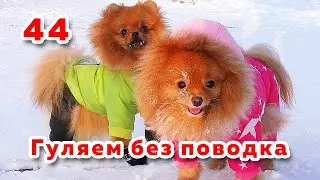 Щенку шпица 10 месяцев, шпиц гуляет без поводка, померанский шпиц у ветеринара