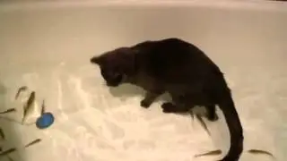 ПРИКОЛ!  КОТ ЖЖОТ В ВАННЕ С РЫБКАМИ !