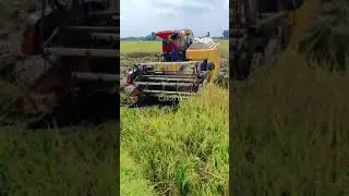 Panen Padi # Shorts Video
