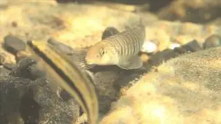 Rough Cuts - Wildlife