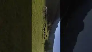 Какие же они красивые 🐎😍