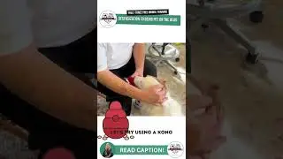 How To Desensitize Your Dog To Head Touch 