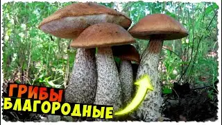 Подберёзовики ЛЕТОМ / НАЙТИ в КОНКРЕТНОМ месте / ТИХАЯ охота / СБОР грибов