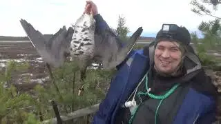 Ранняя весна 2025г #5 Охота на гусей