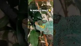 Even chameleons sleep in sometimes.. 😴 #chameleon #reptiles
