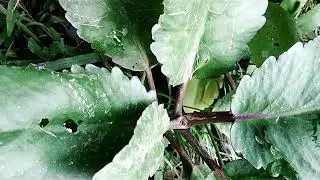 পাথরকুচির গাছের আশ্চর্য গুণাবলী I It is also called "Leaf of Life".