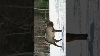 Зачем олень издает крик?