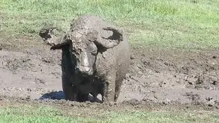 Cape Buffalo playing in the Mud in Tanzania